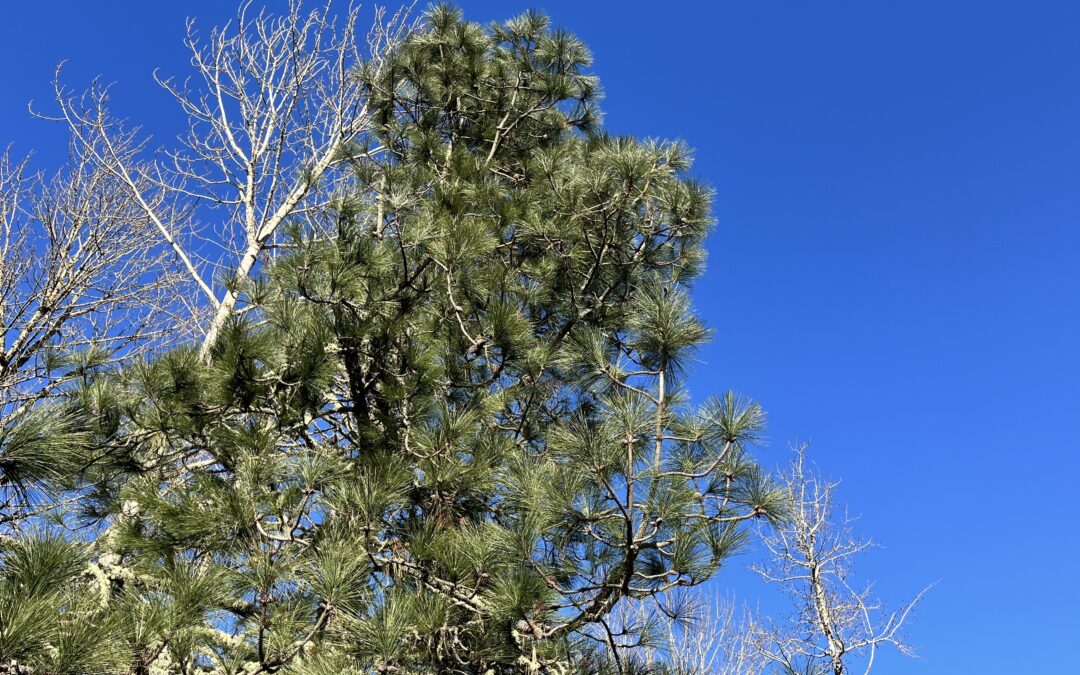 Your Weekend Reader for Jan. 17-18