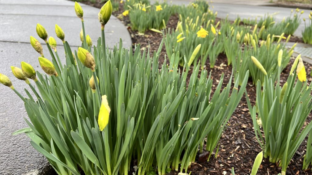 Daffodil corner