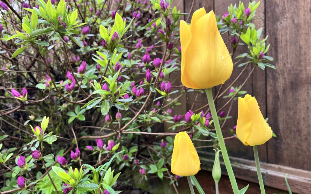 Your Weekend Reader for April 11-12