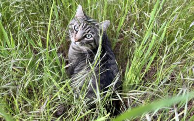Your Weekend Reader for May 16-17