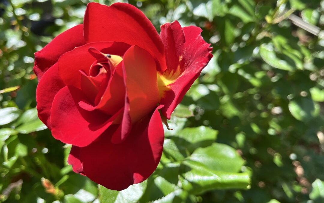 Your Weekend Reader for May 23-24