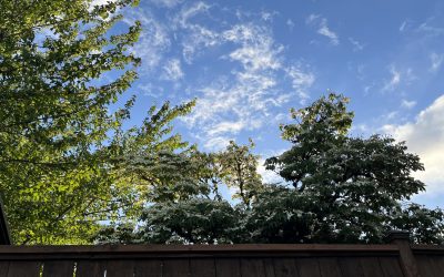 Your Weekend Reader for June 13-14